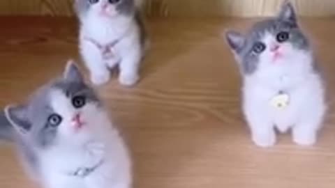 3little cat 😺 beautiful ❤️