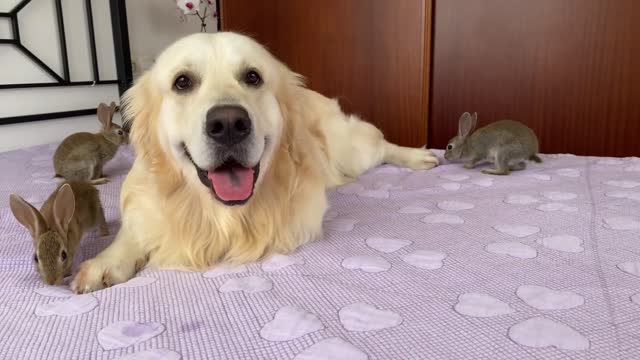 Baby Bunnies and Golden Retriever vs. Cockroaches