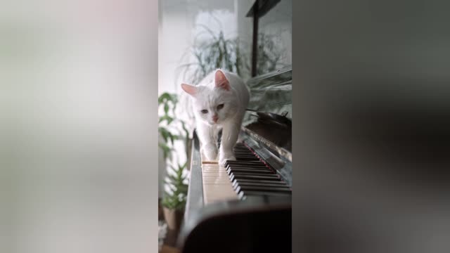 Cute cat Video