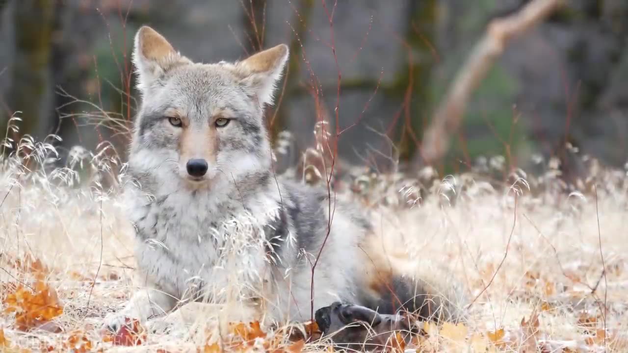 Stunning Animals - Animals Around The World With Real Nature Sounds