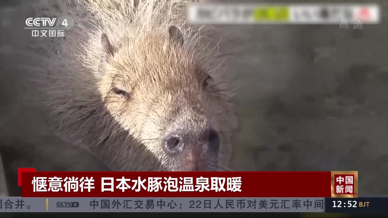 惬意徜徉 日本水豚泡温泉取暖