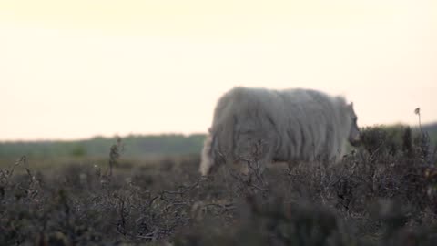 Lamb / Sheep enjoying natural beauty