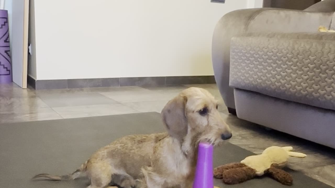 Smart Pupper Assembles A Pyramid