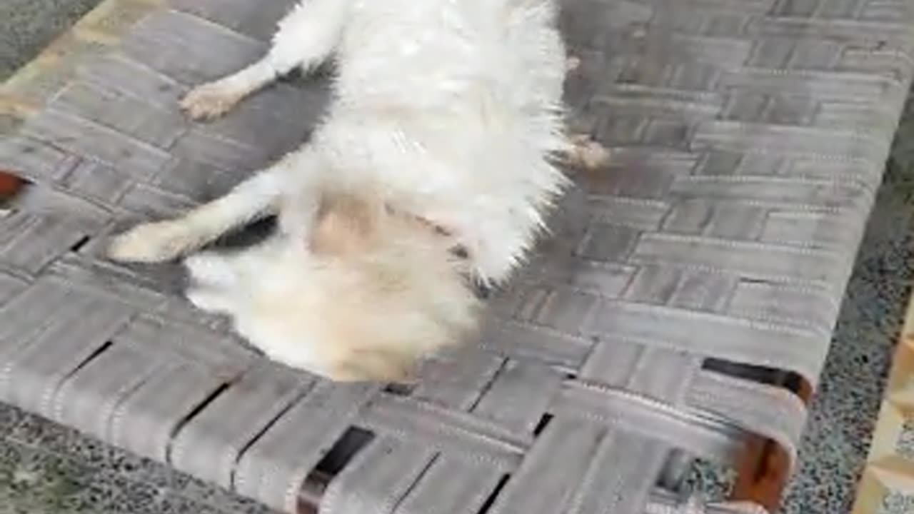 Indian dog doing funny movements after bath