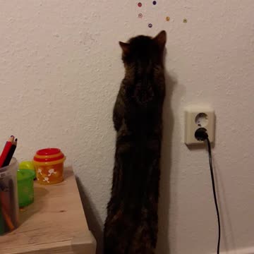 cat and the wall