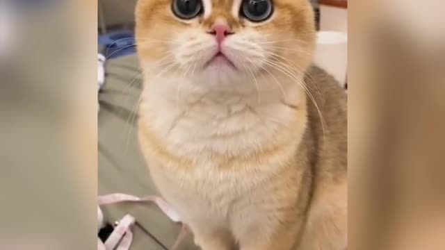 Cute cat