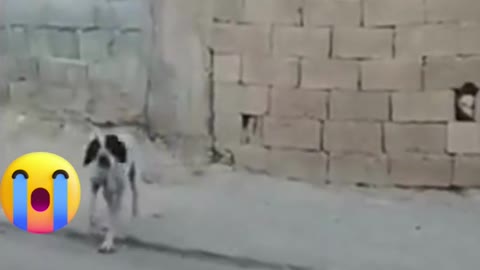 In this video you will gonna see this Dog