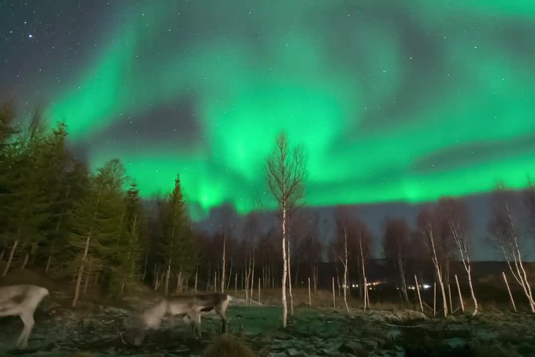 Reindeer 'Unbothered' by Norwegian Aurora Borealis