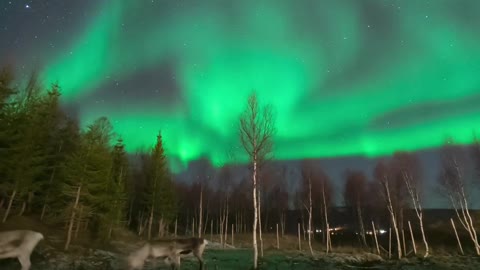 Reindeer 'Unbothered' by Norwegian Aurora Borealis