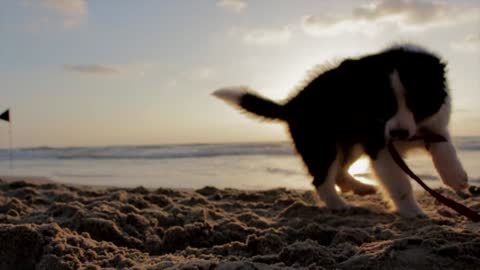 My furry friend doing fun on the beach