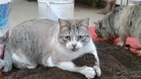 FUNNY CATS and DOGS & other ANIMALS New Funniest Animals Videos 2023