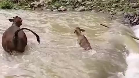 This resilient calf is a brave little swimmer 🐄