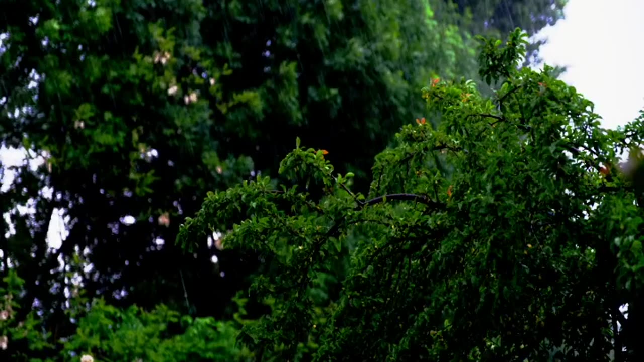 Steady Rain and Light Wind for Stress-Free Sleep and Relaxation"- 3 Hours 57 Min