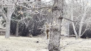 Squirrel on the golf course 2