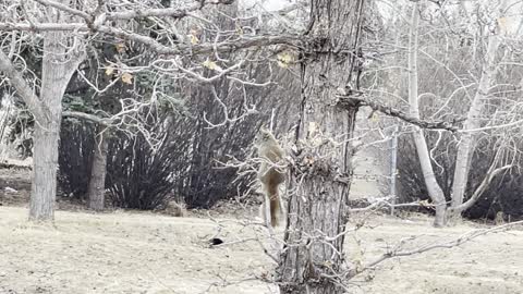 Squirrel on the golf course 2
