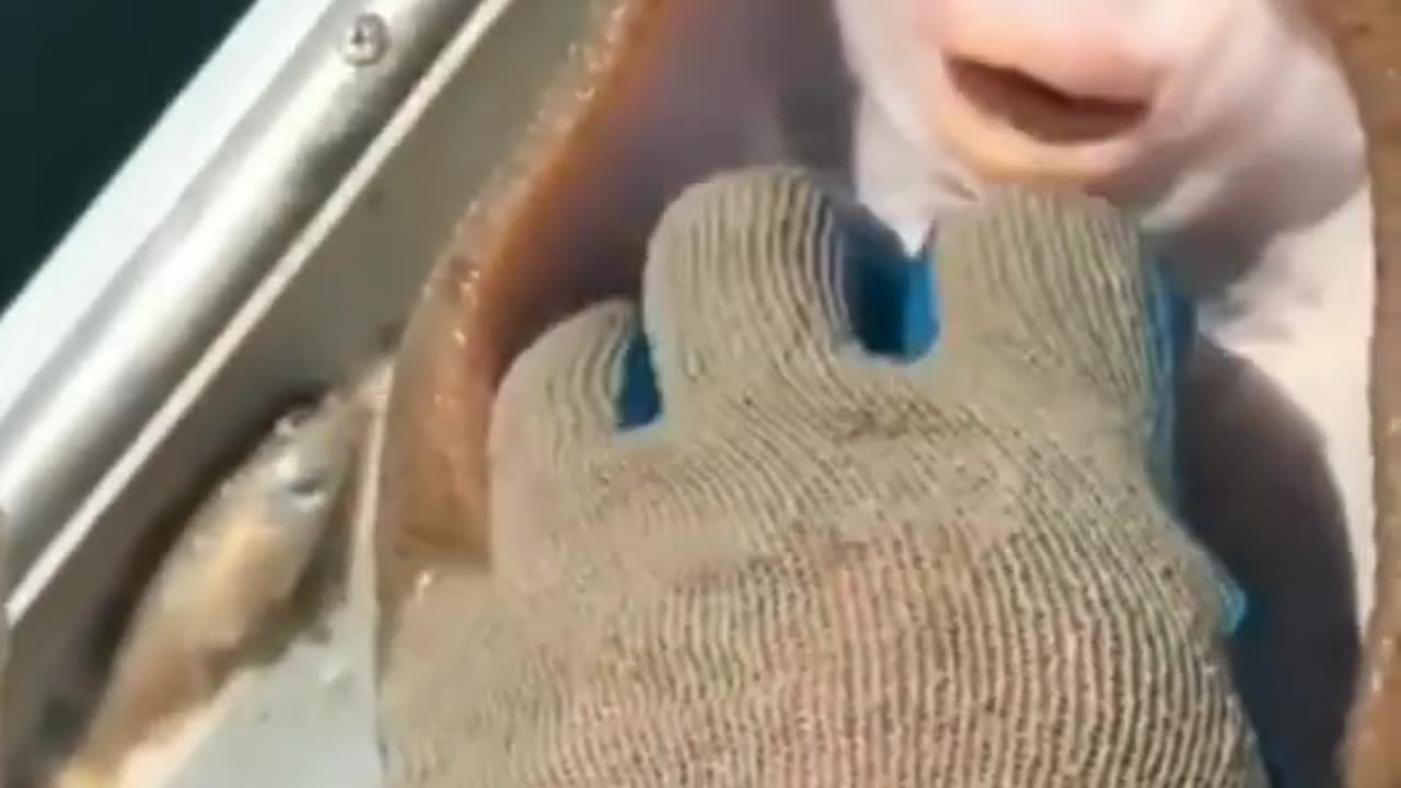 Amazing fish