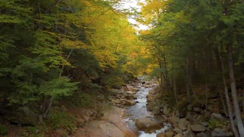 Enchanting Autumn Forests with Beautiful Piano Music