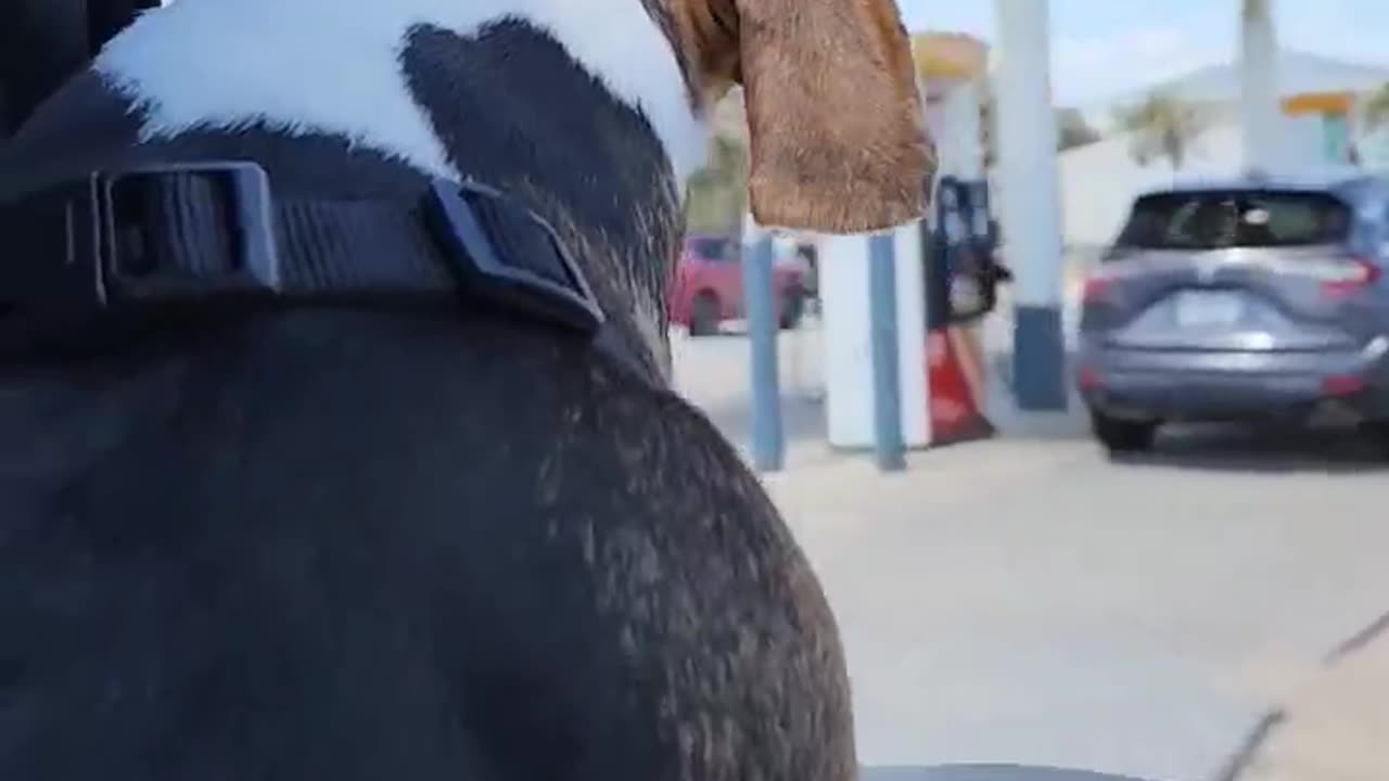 Time to stop for drinks #oceanview #beagletales #beagleslife #lovedogs #shorts