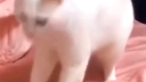 Cute Cat - Funny Animals