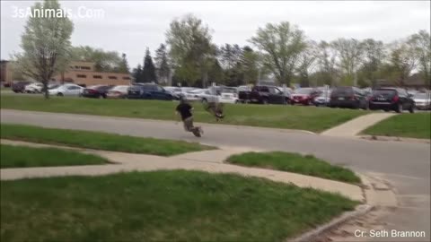 Funny Animals Scarring And Chasing People