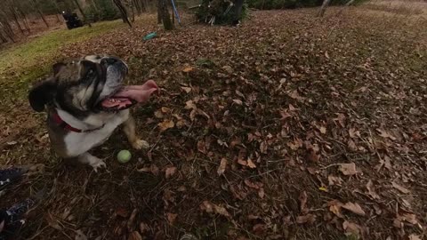 Luna Tongue Wag