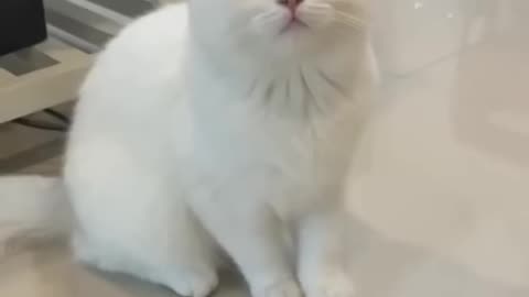 cat laughing