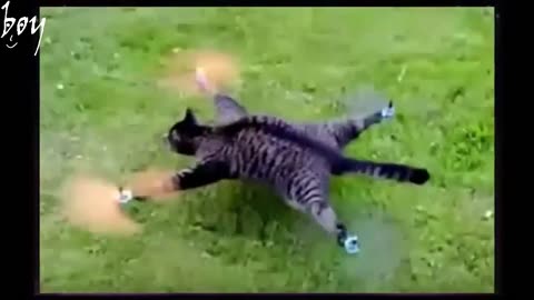 Who want this cat drone funny animal