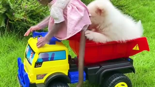 Baby monkey Bon Bon rides a truck and plays with puppy So cute in the garden