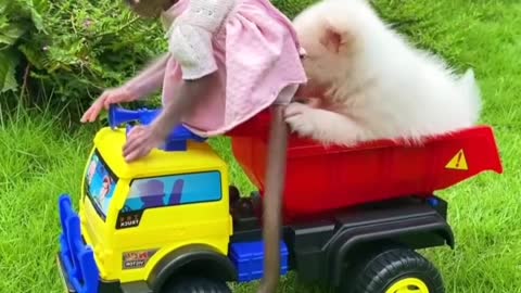 Baby monkey Bon Bon rides a truck and plays with puppy So cute in the garden