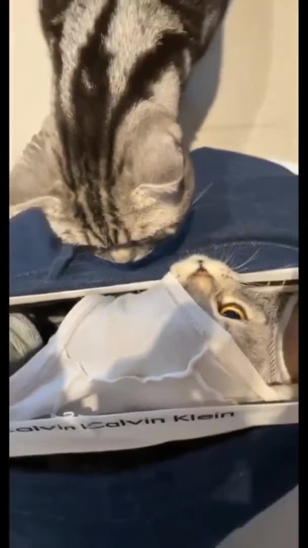 Never Pooping In Peace Again рџ ђ