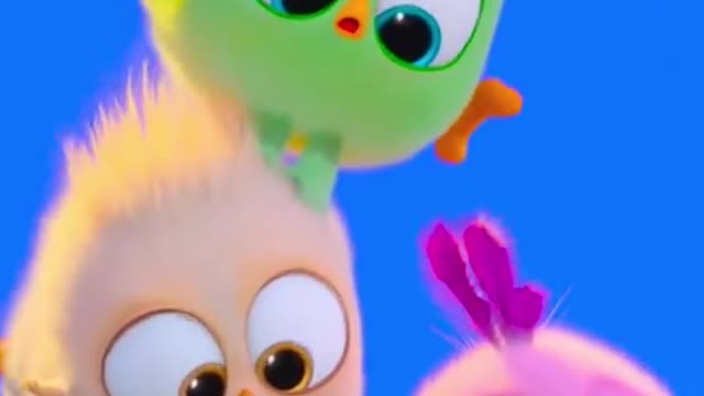 Cute Bird Funny