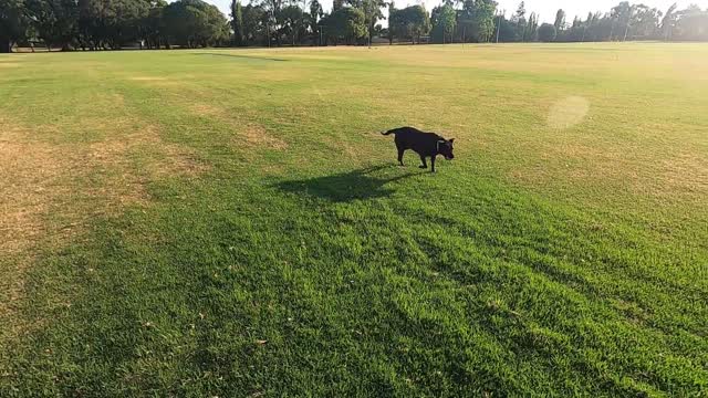 Pupie running on the green land