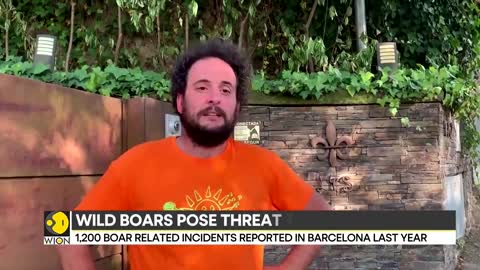 Spain: Wild boars pose threat to humans, authorities warn residents | Latest World News | WION