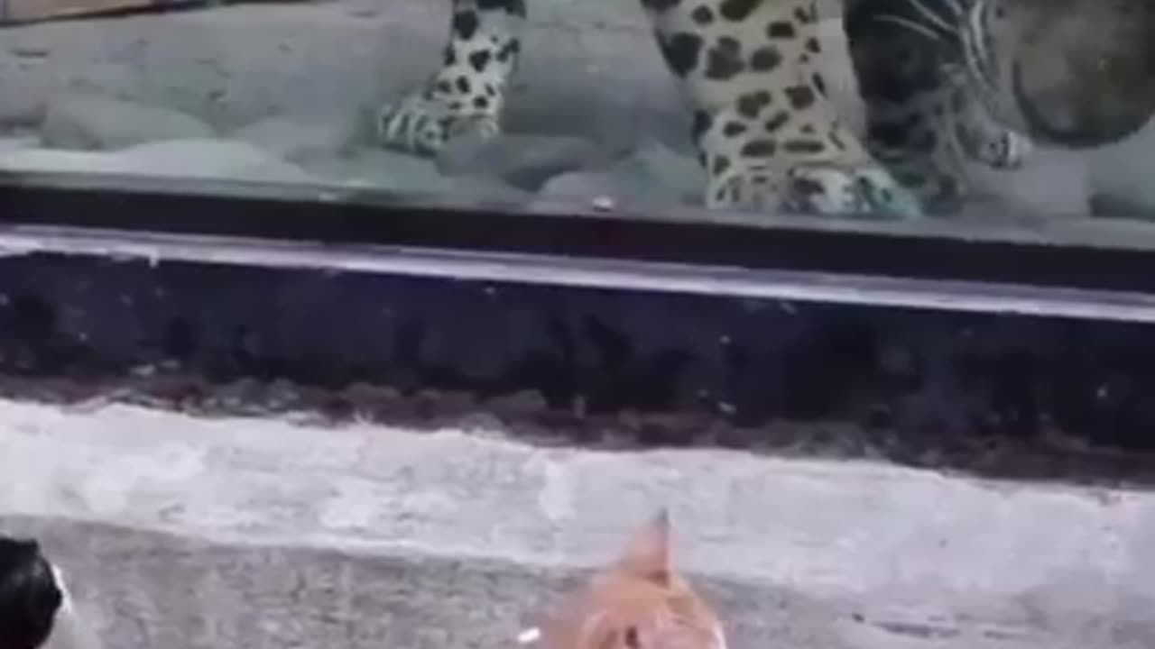 Best Funny Animal Videos