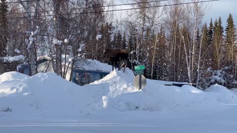 Moose Feasts From Top of Snow Hill