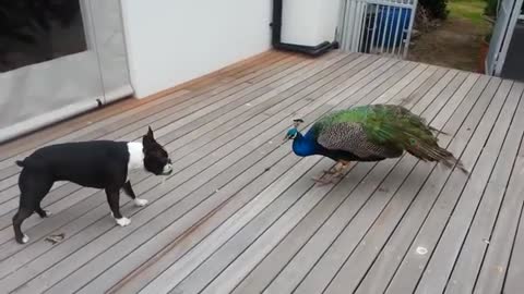 Annabel, Boston terrier, and the young peacock.