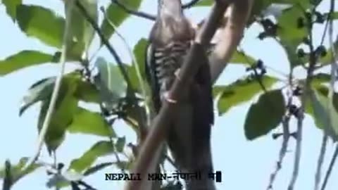 Bata