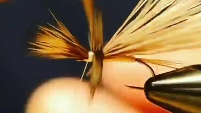 This is a beautiful and charming water-dwelling species