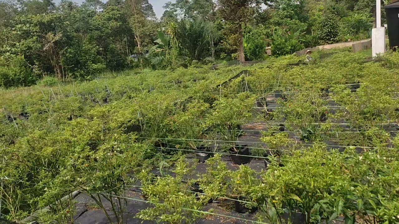Atmosphere In The Garden