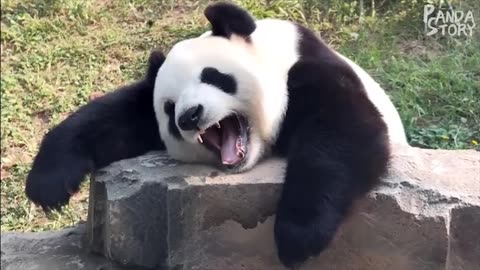 Panda funniest video