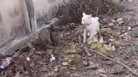 Funniest cats video 😼🙀#funny #cats #shorts #animels #pats #cutecat