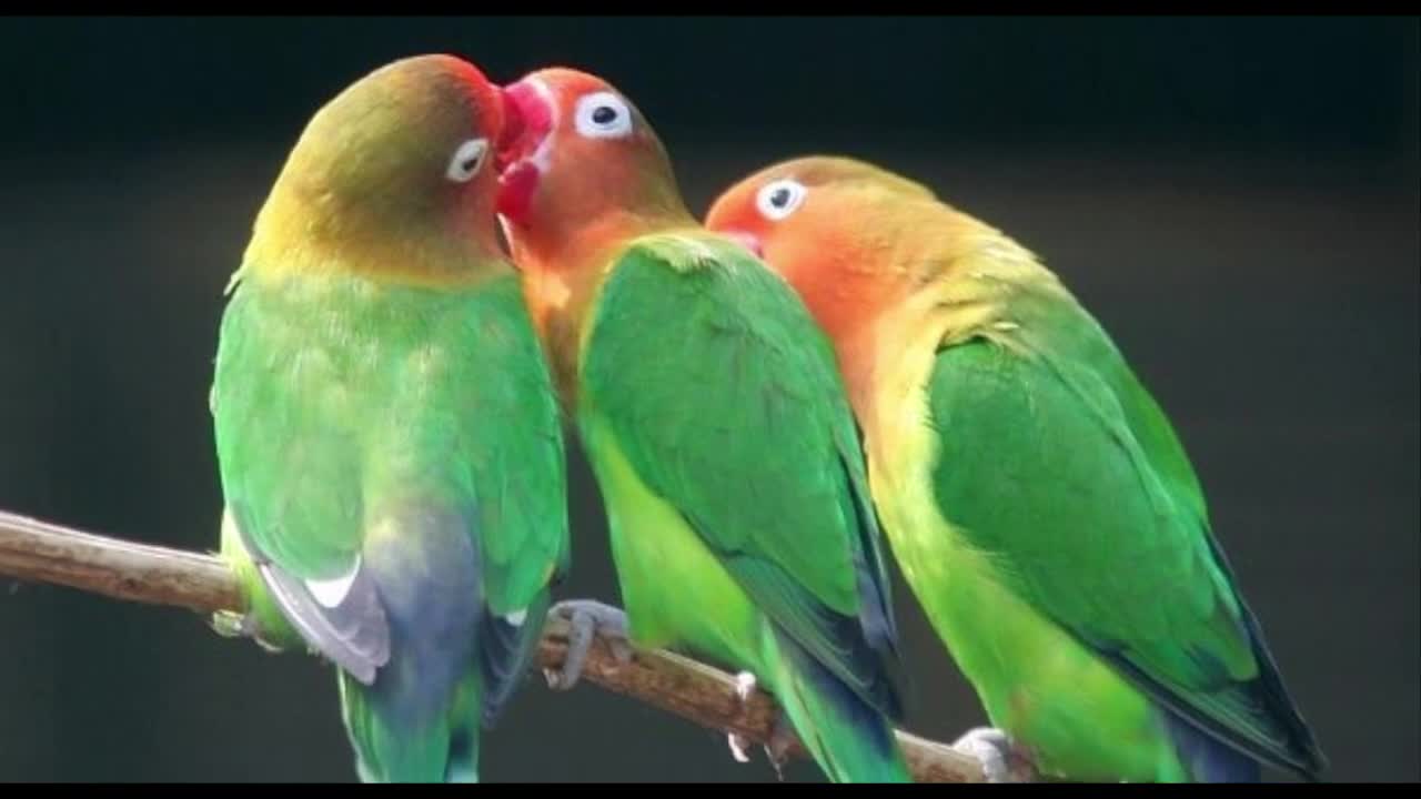 How to Gender your Birds | Knowledge for You