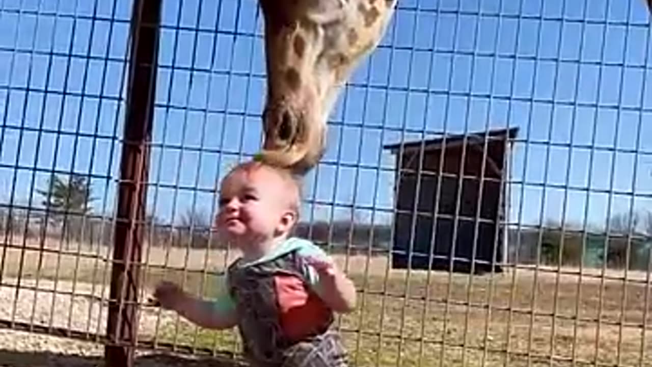 Cute giraffe gives baby