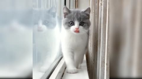 Baby Cats - Cute and Funny Cat Videos