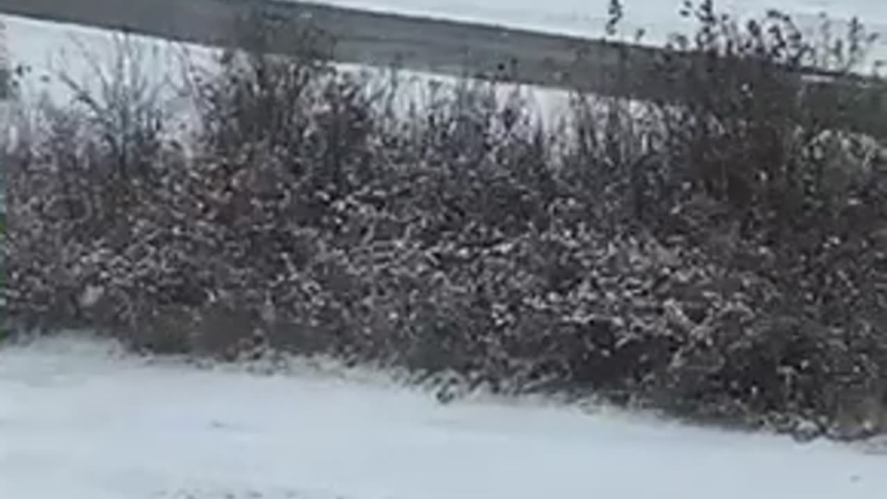 #Biker and #walker chill out in a heavy #winter #snowstorm