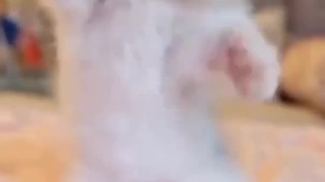 Cute Cat Video.