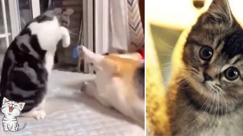 Funny wrestling with the cute dog, a very adorable cat