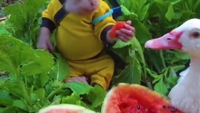 The watermelon is too sweet #sweet #watermelon #monkey