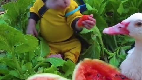 The watermelon is too sweet #sweet #watermelon #monkey