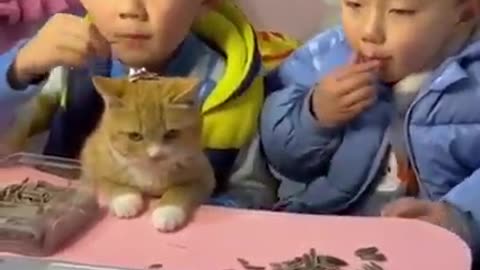 Cute Kittens - Funny and Cute Cat Videos Compilation 2023 #5